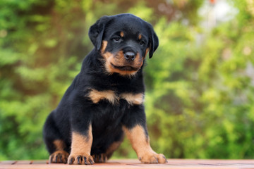 rottweiler puppy posing outdoors © otsphoto