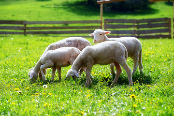 Little lambs grazing on a beautiful green meadow with dandelion.