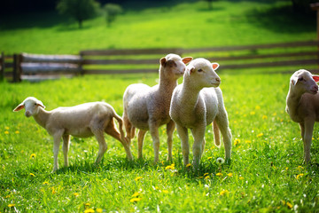 Little lambs grazing on a beautiful green meadow with dandelion.