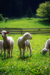Fototapeta premium Little lambs grazing on a beautiful green meadow with dandelion.