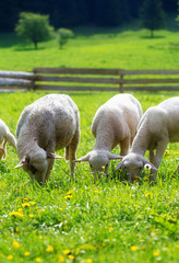 Little lambs grazing on a beautiful green meadow with dandelion.