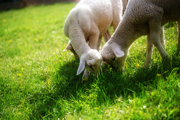 Little lambs grazing on a beautiful green meadow with dandelion.
