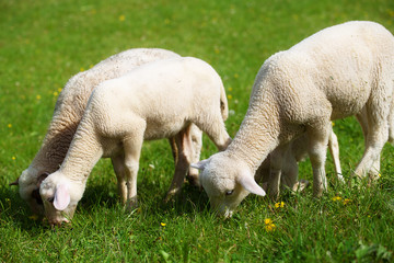 Obraz na płótnie Canvas Little lambs grazing on a beautiful green meadow with dandelion.