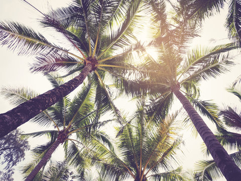 Palm Tree Vintage tone over sky Summer background