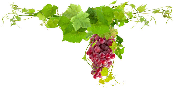 grappe de raisin rose et pampres de vigne, fond blanc