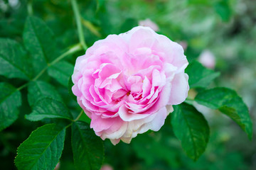 pink rose closeup