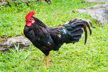 Wild Chicken Bermuda