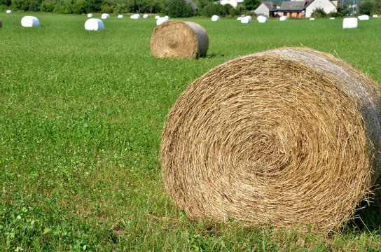 Rolls of hay on green field, most of them wrapped in white foil