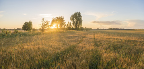 Obraz premium ripening corn in the field in light of the setting sun 