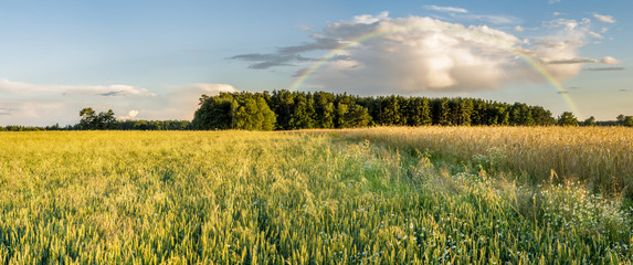 panorama wiosennego pola
