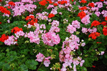 Fototapeta premium Pink and red geranium (pelargonium) flowers in bloom