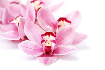 Fototapeta na wymiar pink orchid flowers isolated on white