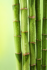 Naklejka premium green bamboo background with water drops