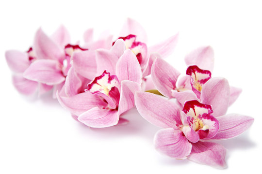 Fototapeta pink orchid flowers isolated on white