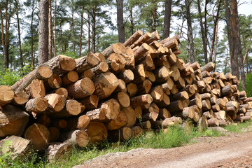 The warehoused pine logs in the wood. Wood procurement