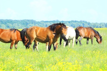 Horses on farm meadow