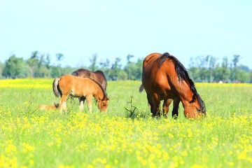 Naklejka na ściany i meble Adult and young horses on farm