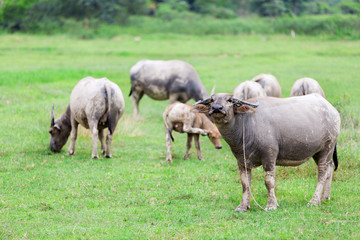 Naklejka na ściany i meble Goup of Water buffalo standing on green grass