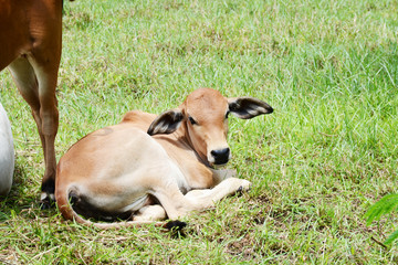 Naklejka na ściany i meble cow on green field