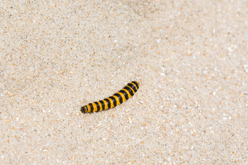 Cinnabar moth caterpillar
