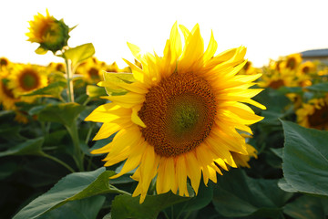  beautiful flower of a sunflower