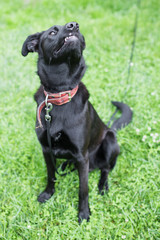 собака нюхает