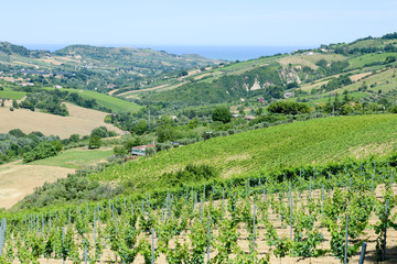 Fototapeta na wymiar Rural landscape on Marche
