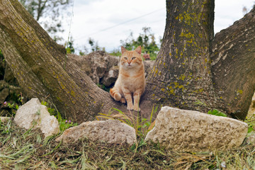 Red cat sitting between tree trunks in garden.