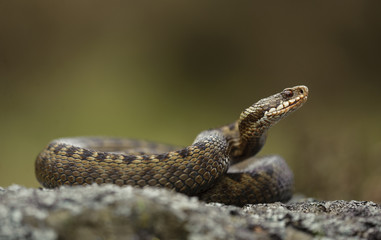 Comon Adder