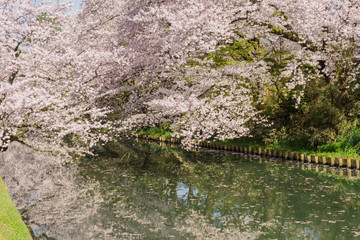 hirosaki park 弘前公園の桜