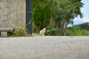Ginger cat sitting at garden gate. Majorca. Balearic island. Spa