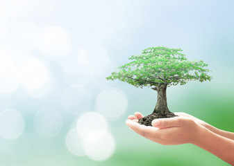 World environment day concept: Human hands holding big tree over blurred green nature background
