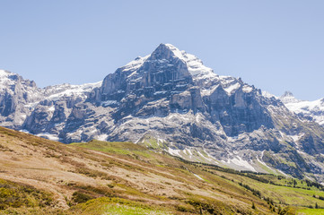 Fototapeta na wymiar Grindelwald, Berner Oberland, Wetterhorn, Alpen, Grosse Scheidegg, Wanderweg, Höhenweg, Schweizer Berge, Sommer, Schweiz