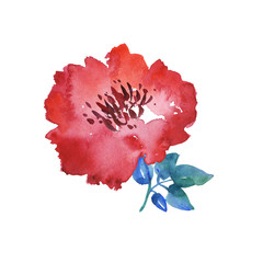 decorative bright red floral watercolor illustration. hand drawn