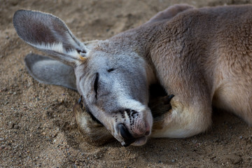Fototapeta premium Sleeping Kangaroo