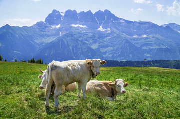 Swiss landscape with cows on the grass. Alps mountains in the background.