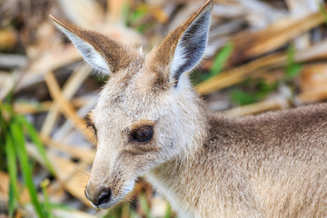 Wallaby