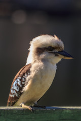 Kookaburra