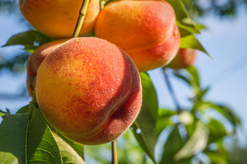close up peach