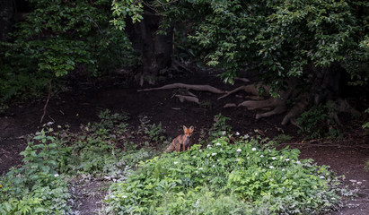 European Red Fox. Red foxes in the wild nature, 
