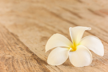 Fototapeta na wymiar frangipani flower, temple flower