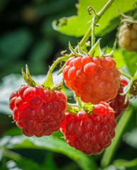 the close up raspberries