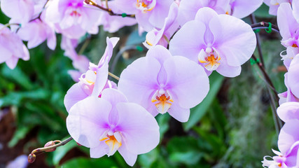 Obraz premium Violet orchid in the garden.