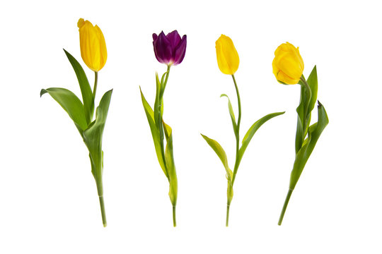 Yellow and purple  tulips in a row, isolated on white background