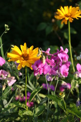 Sweet pea and coreopsis