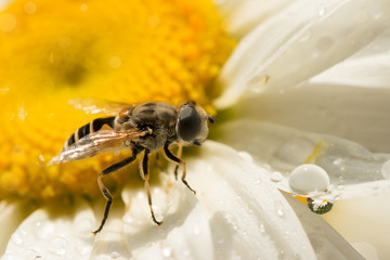 bee on Daisy after the rain looking at a drop of water, another drop is reflected chamomile. small DoF focus put only to bee.