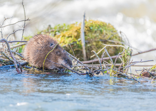 Bisamratte (Ondatra zibethicus) in der Fr&auml;nkischen Schweiz