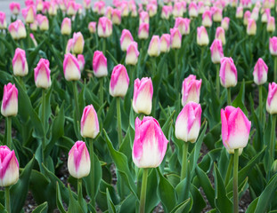 Dynasty Tulips