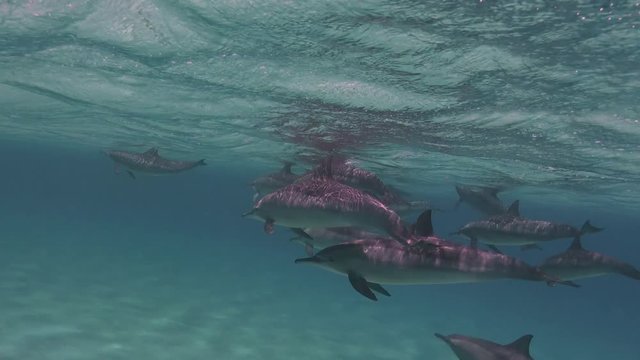 У дельфинов брачный период. Увлекательные погружения с дельфинами у рифа Сатая. Дайвинг в Красном море близ Египта.