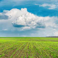 spring green field and low dramatic clouds over it